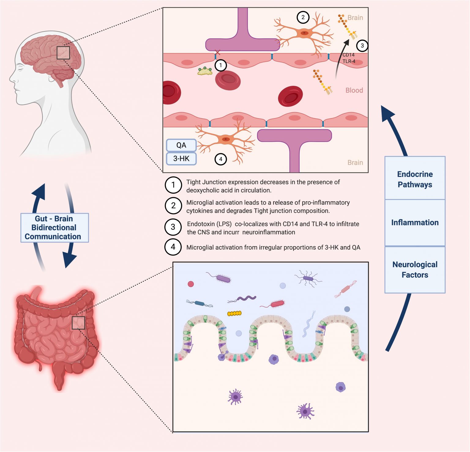 The Microbiome And Alzheimers Disease Potential And Limitations Of Prebiotic Synbiotic And