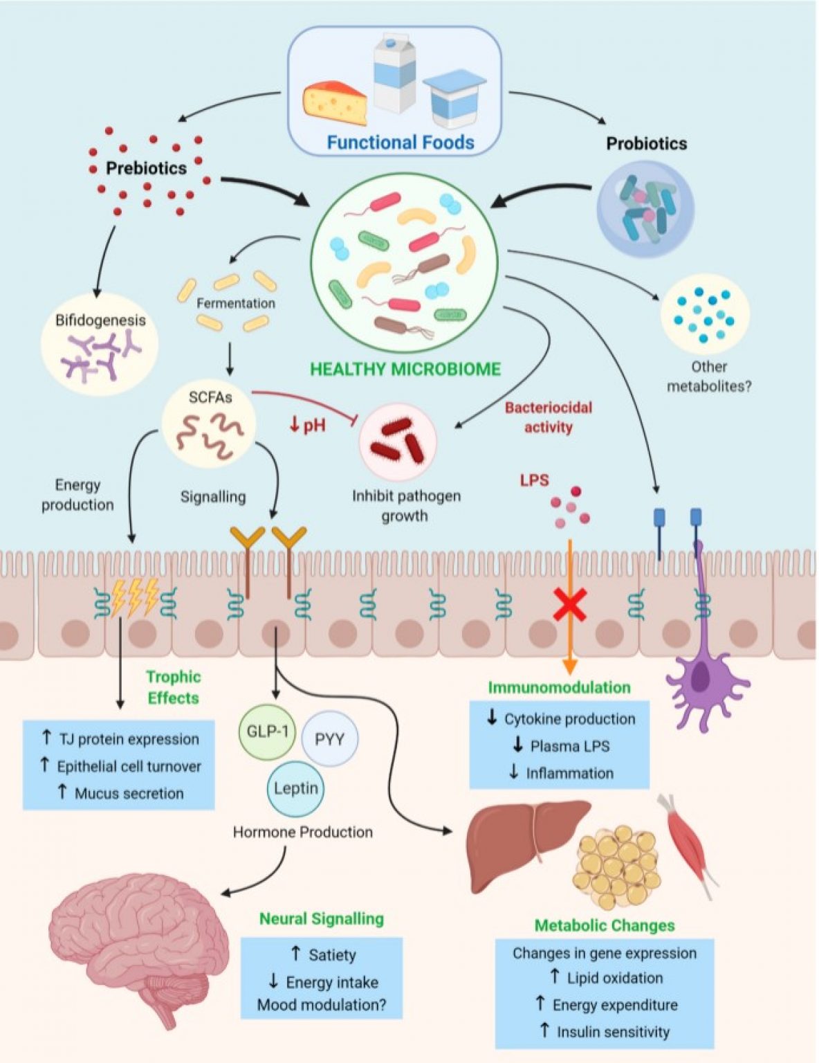 Microbial Medicine: Prebiotic and Probiotic Functional Foods to Target ...